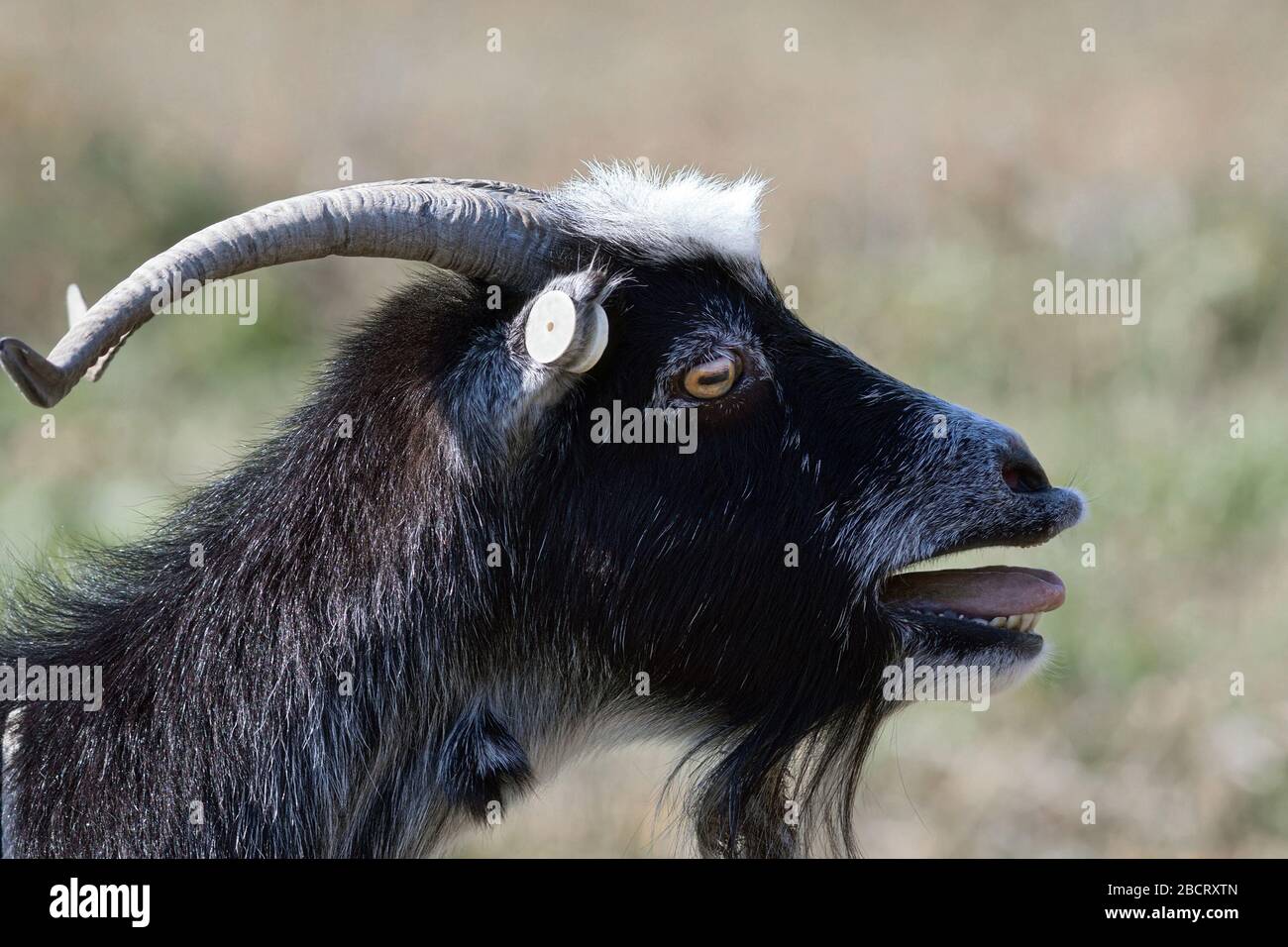 ritratto nervoso di capra di billy su sfondo fuori fuoco Foto Stock