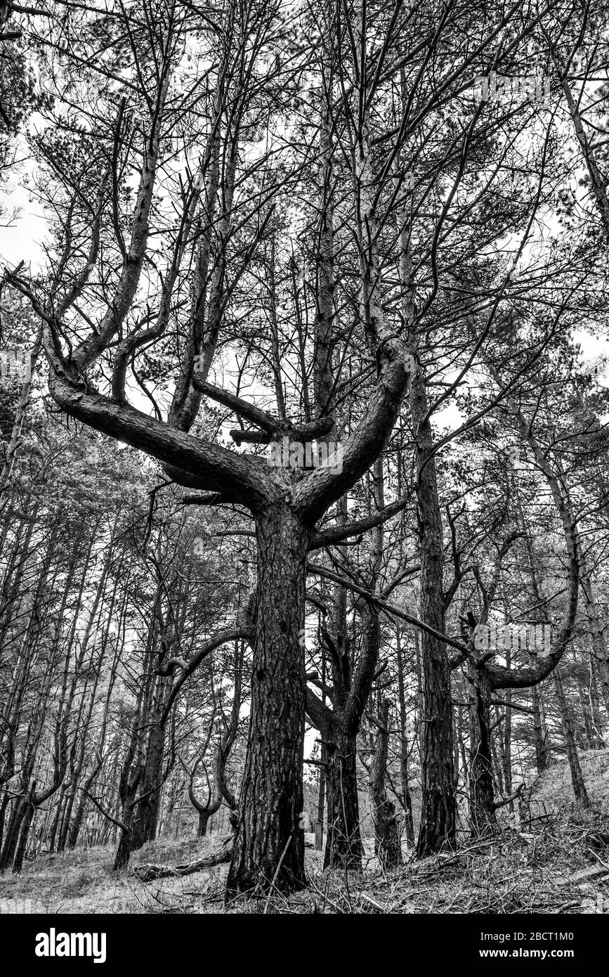 nella pineta un pino speciale con quattro rami che creano una forte impressione e qualcosa di soprannaturale dalla potenza della natura Foto Stock