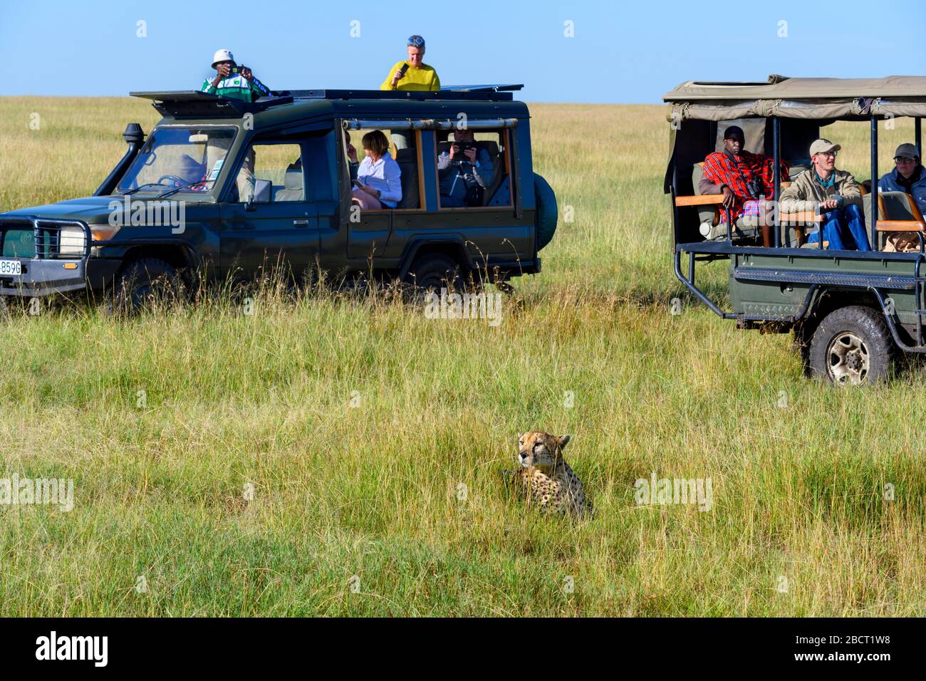 Cheetah (Acinonyx jubatus). Veicoli safari su un safari che circonda un ghepardo che giace nell'erba lunga, Masai Mara National Reserve, Kenya, Africa Foto Stock
