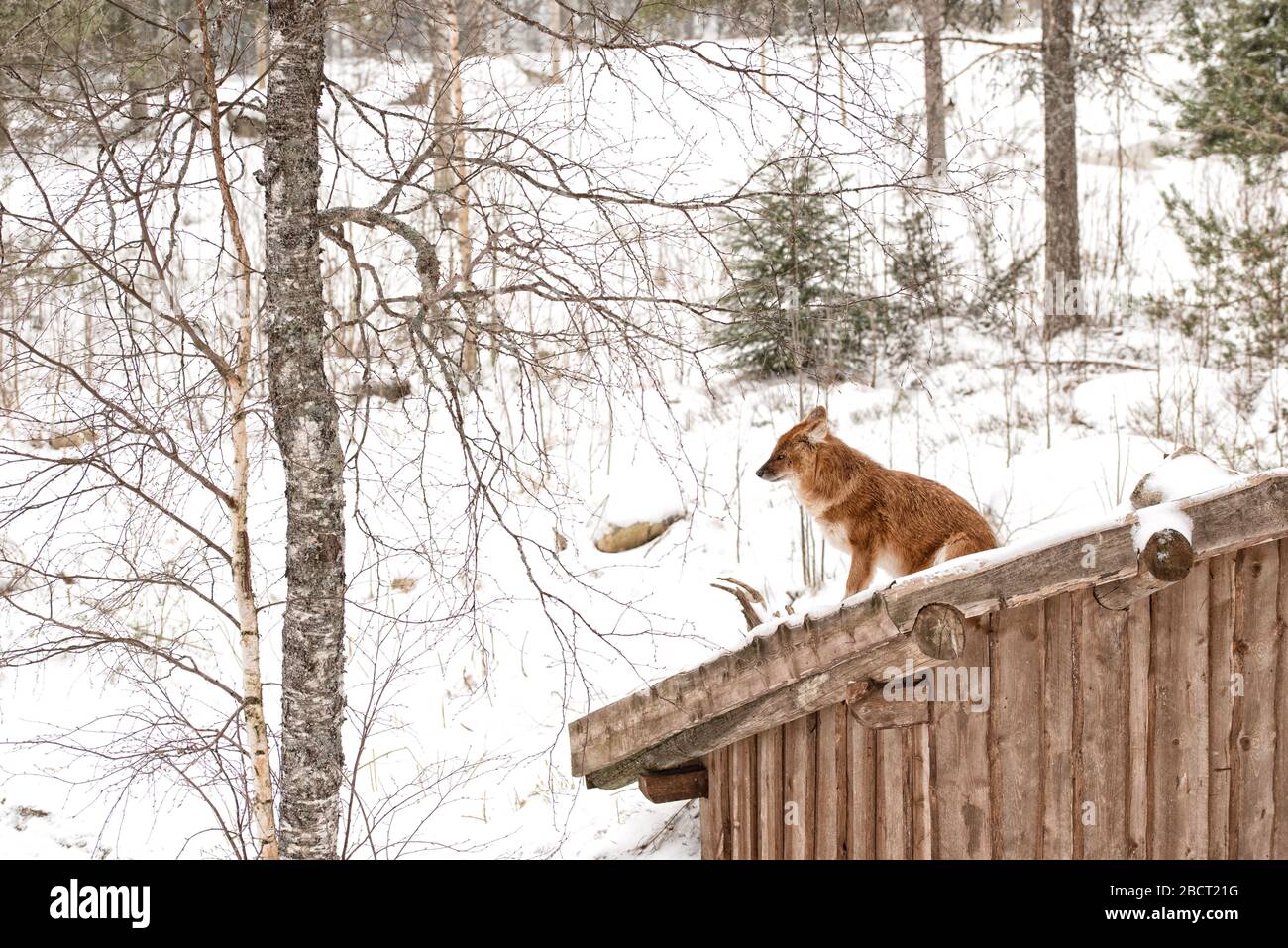 Volpe rossa nella neve sulla casetta di legno nella foresta Foto Stock