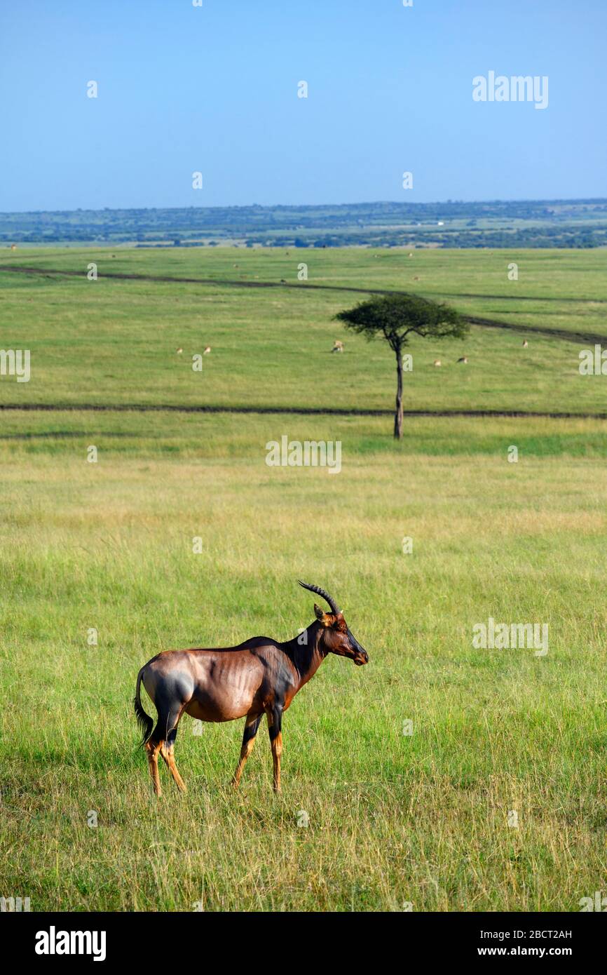Topi (Damaliscus lunatus jimela), top lone in un paesaggio africano, Masai Mara National Reserve, Kenya, Africa Foto Stock