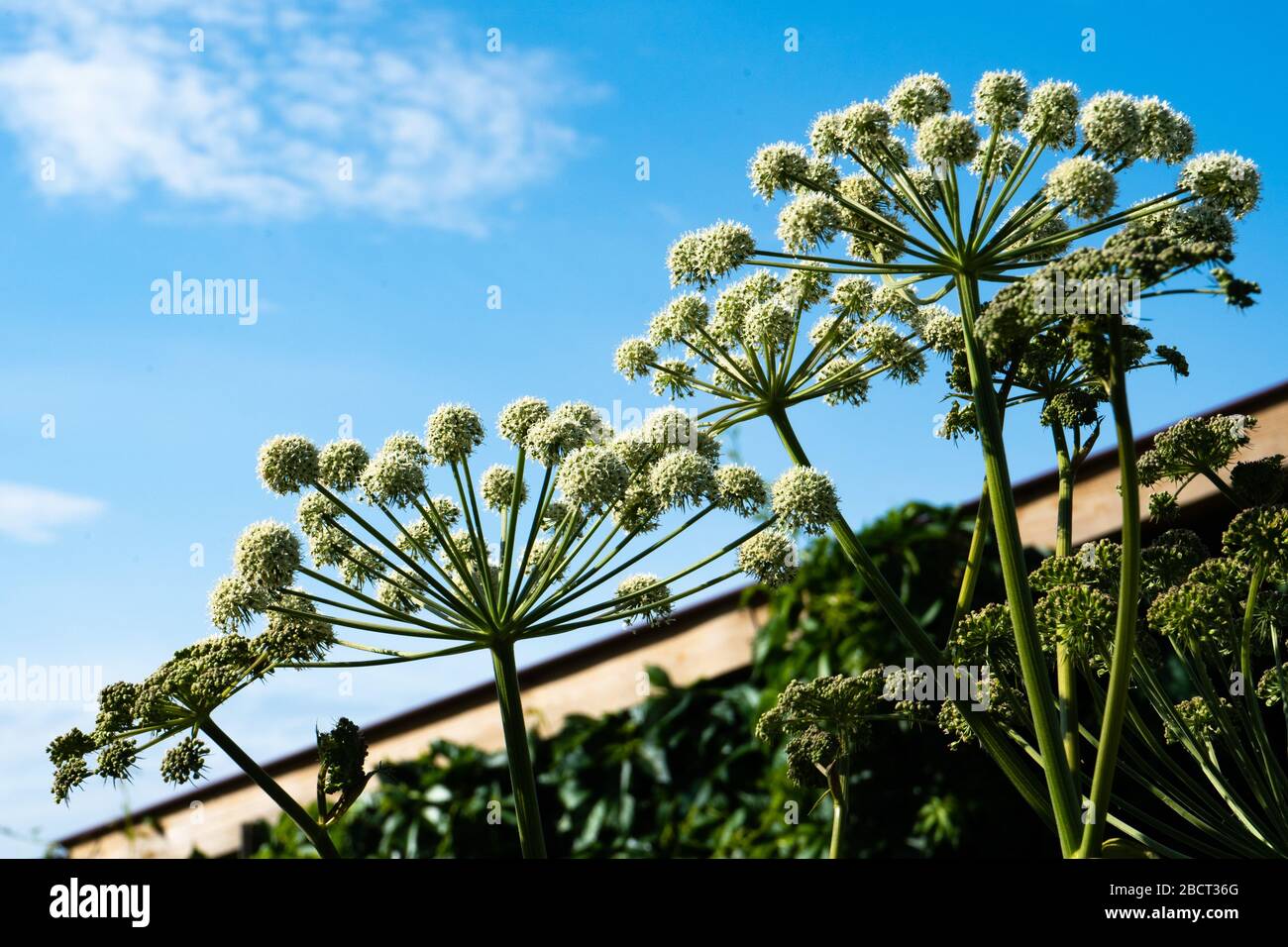 Ombrelli sferici Giardino Angelica su uno sfondo di cielo blu. Sedano selvatico e norvegese Angelica Angelica archangelica . Foto Stock