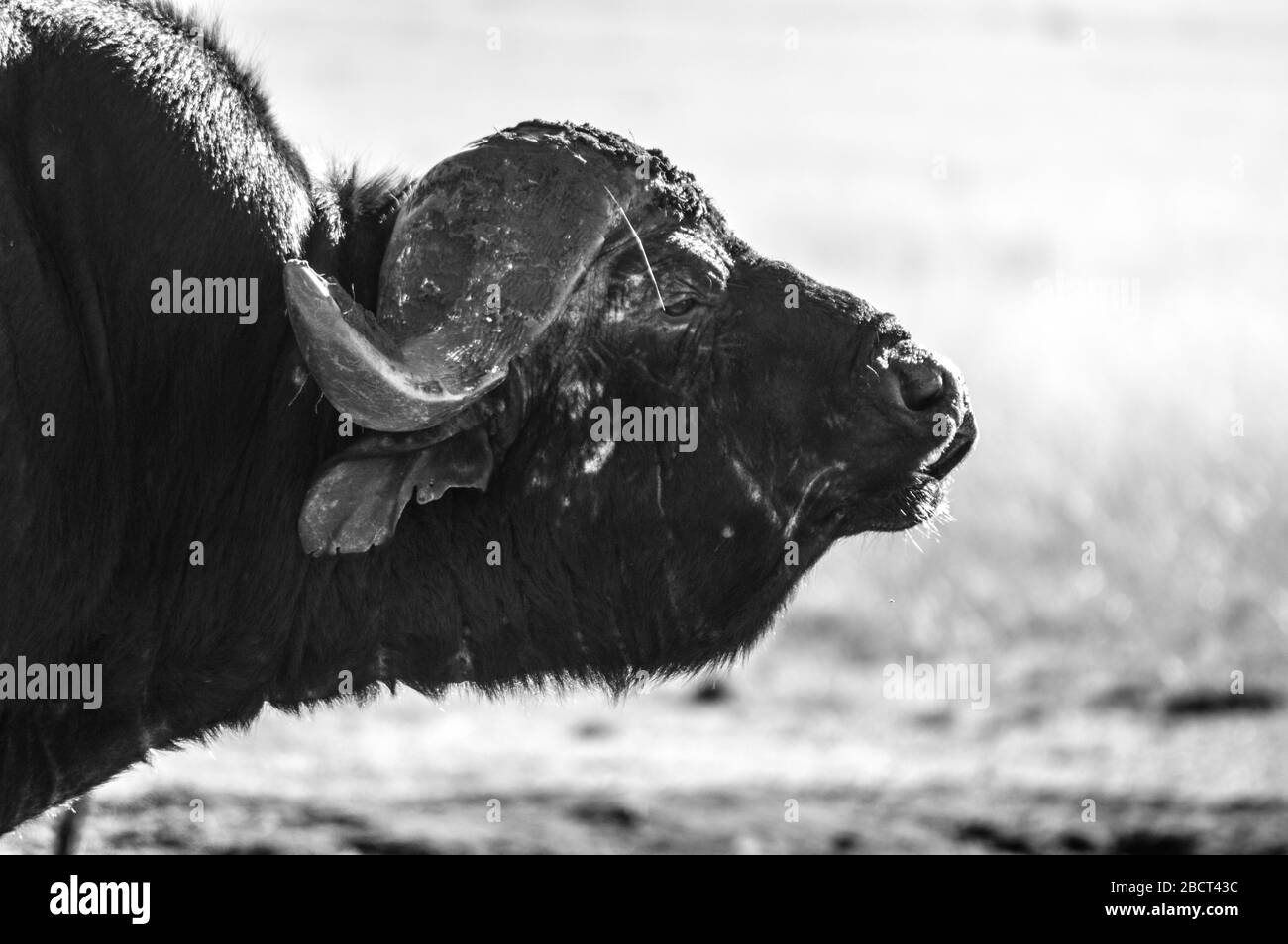 Grande bufalo africano del capo o caffer del Syncerus in una riserva naturale in Sudafrica Foto Stock