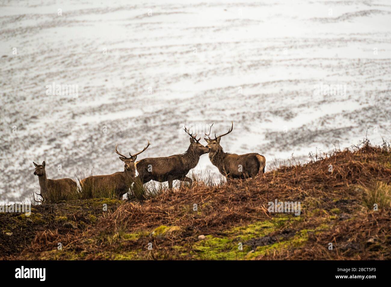 Cervo rosso scozzese sulla neve circostante, Highlands, Scozia Foto Stock