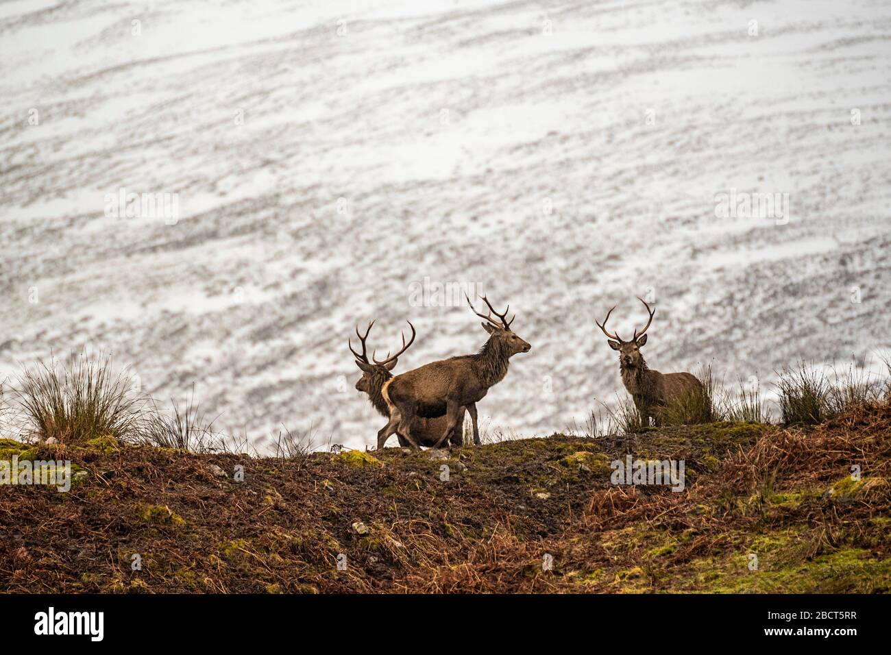 Cervo rosso scozzese sulla neve circostante, Highlands, Scozia Foto Stock