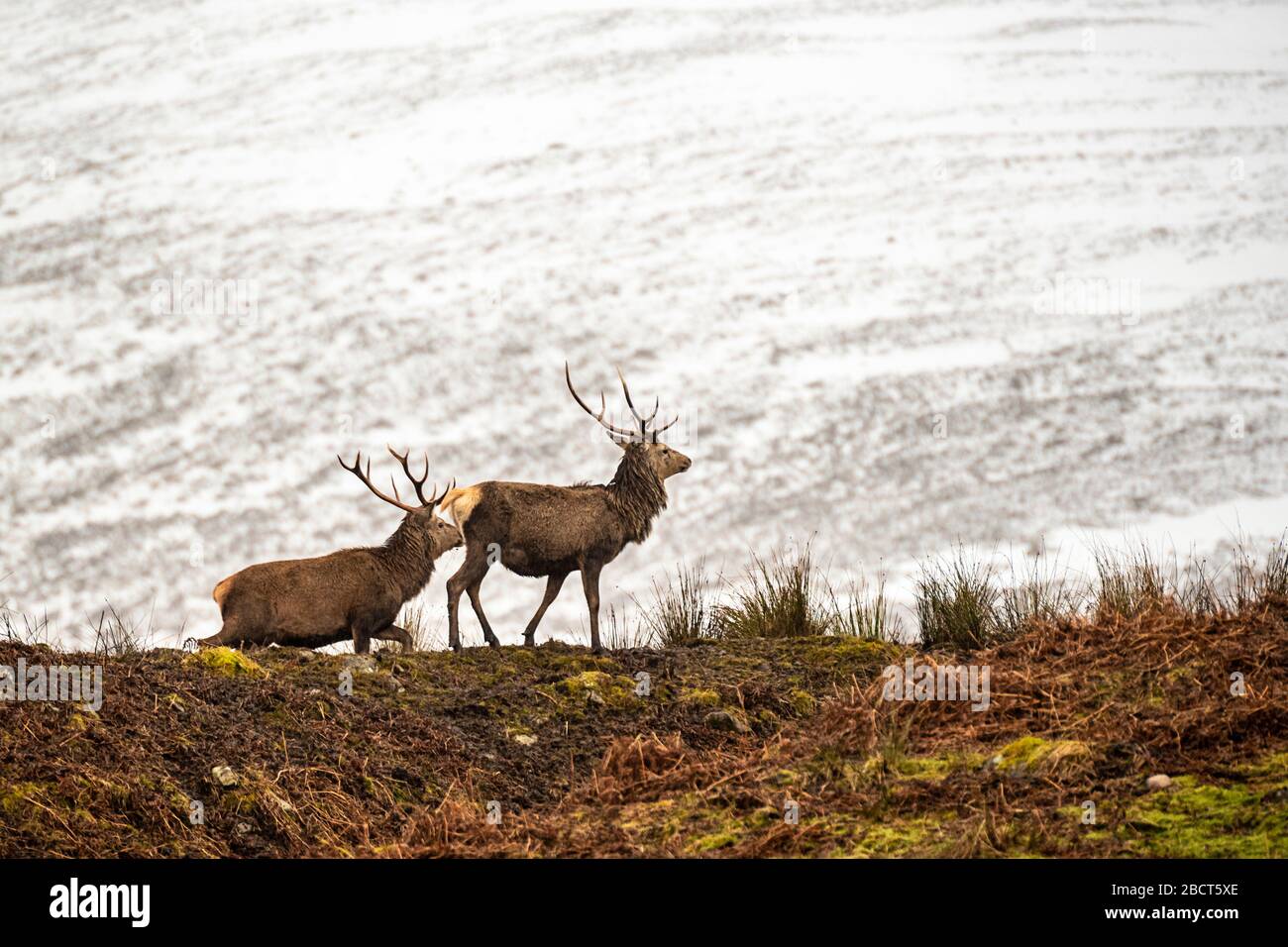 Cervo rosso scozzese sulla neve circostante, Highlands, Scozia Foto Stock