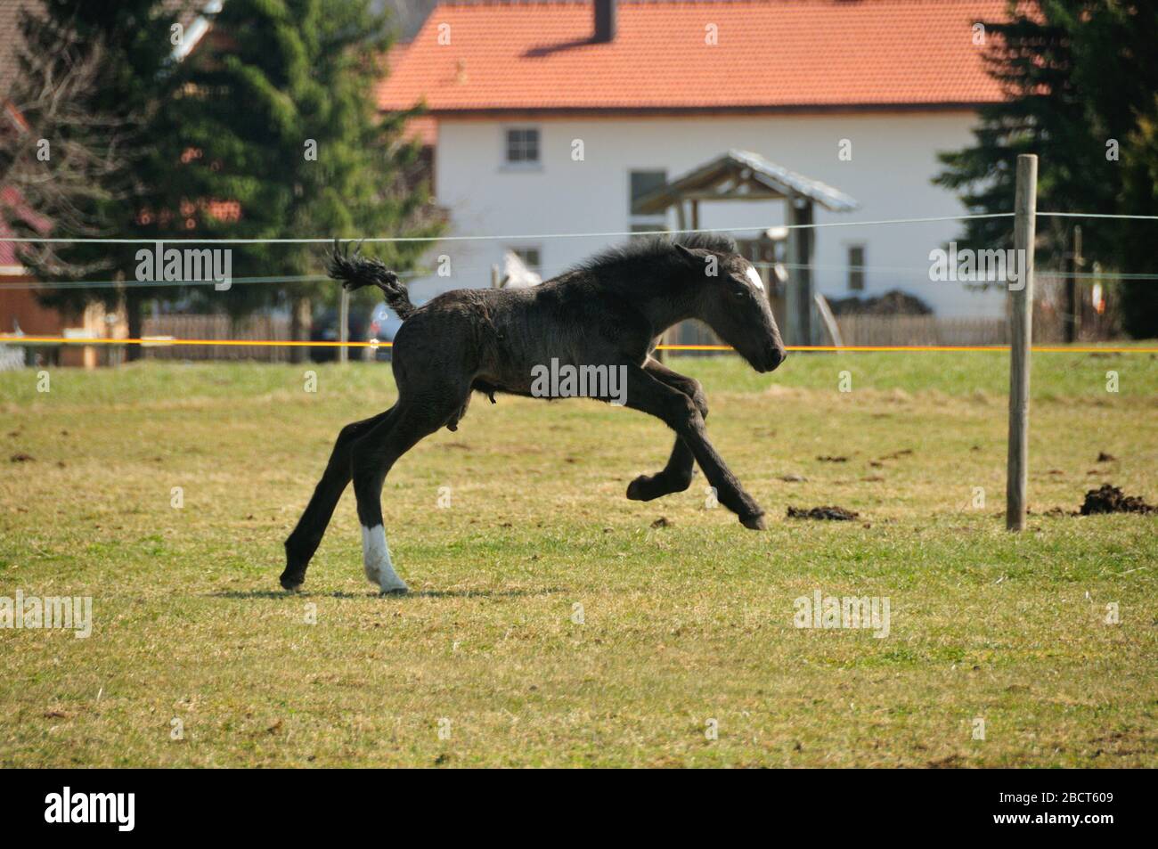 Cavallo con puledro Foto Stock