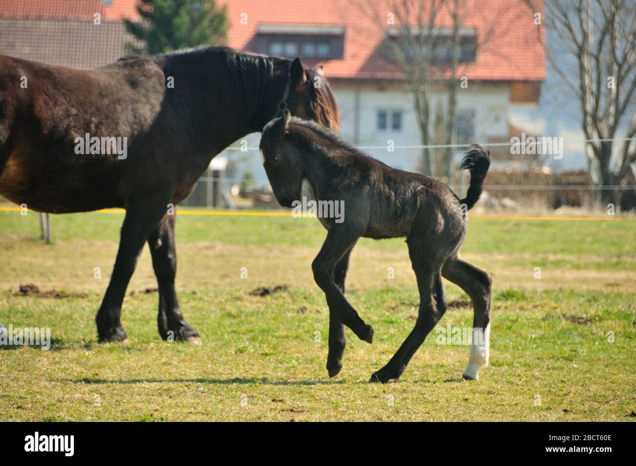Cavallo con puledro Foto Stock