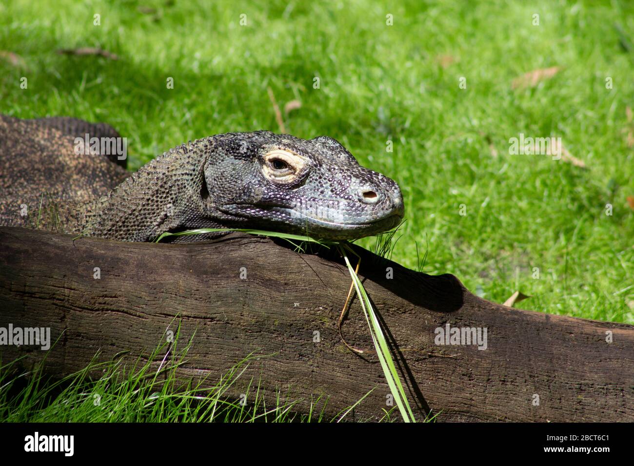 un drago di komodo che si crogiolano al sole nello zoo Foto Stock