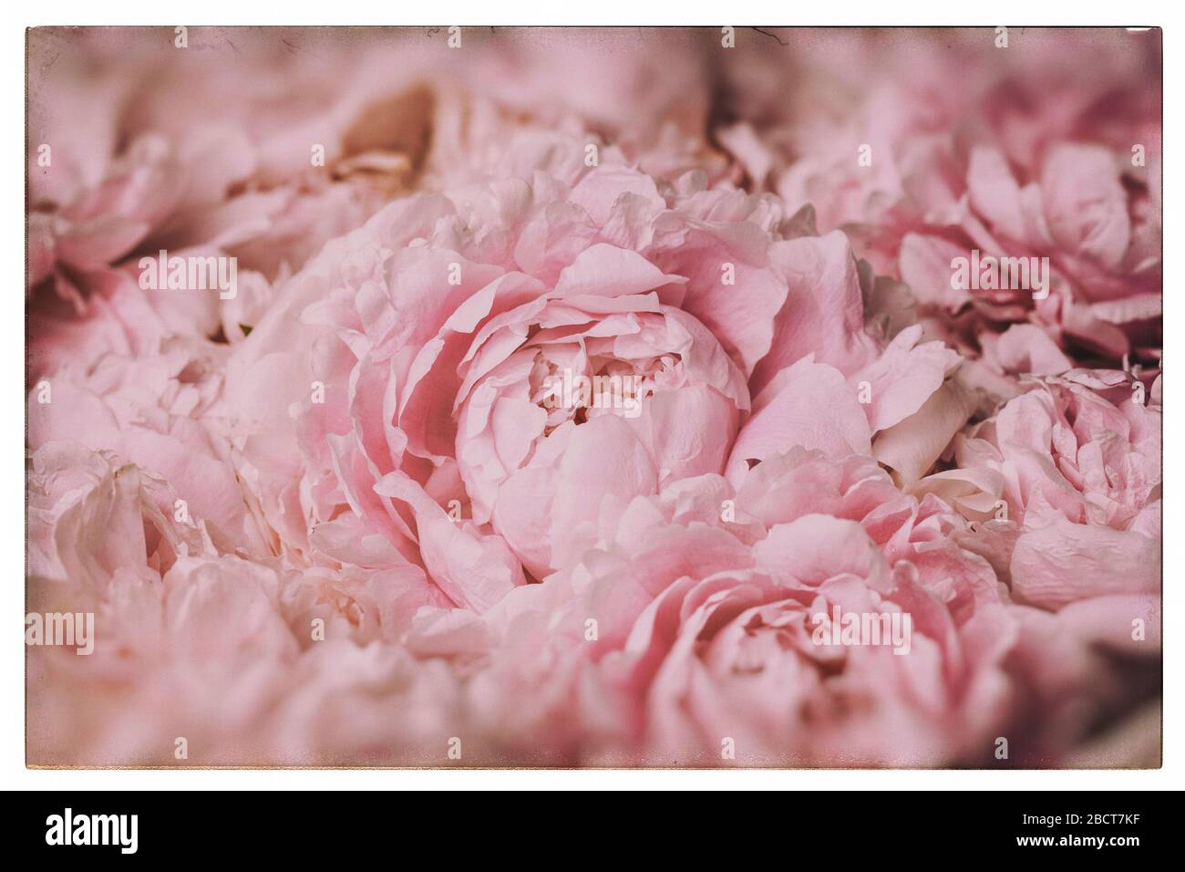 Immagine d'epoca del bouquet di peonia. Foto Stock