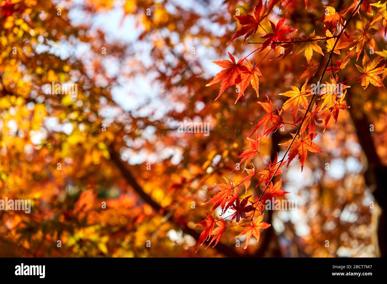 Colorato acero d'autunno foglie sotto la luce del tramonto Foto Stock