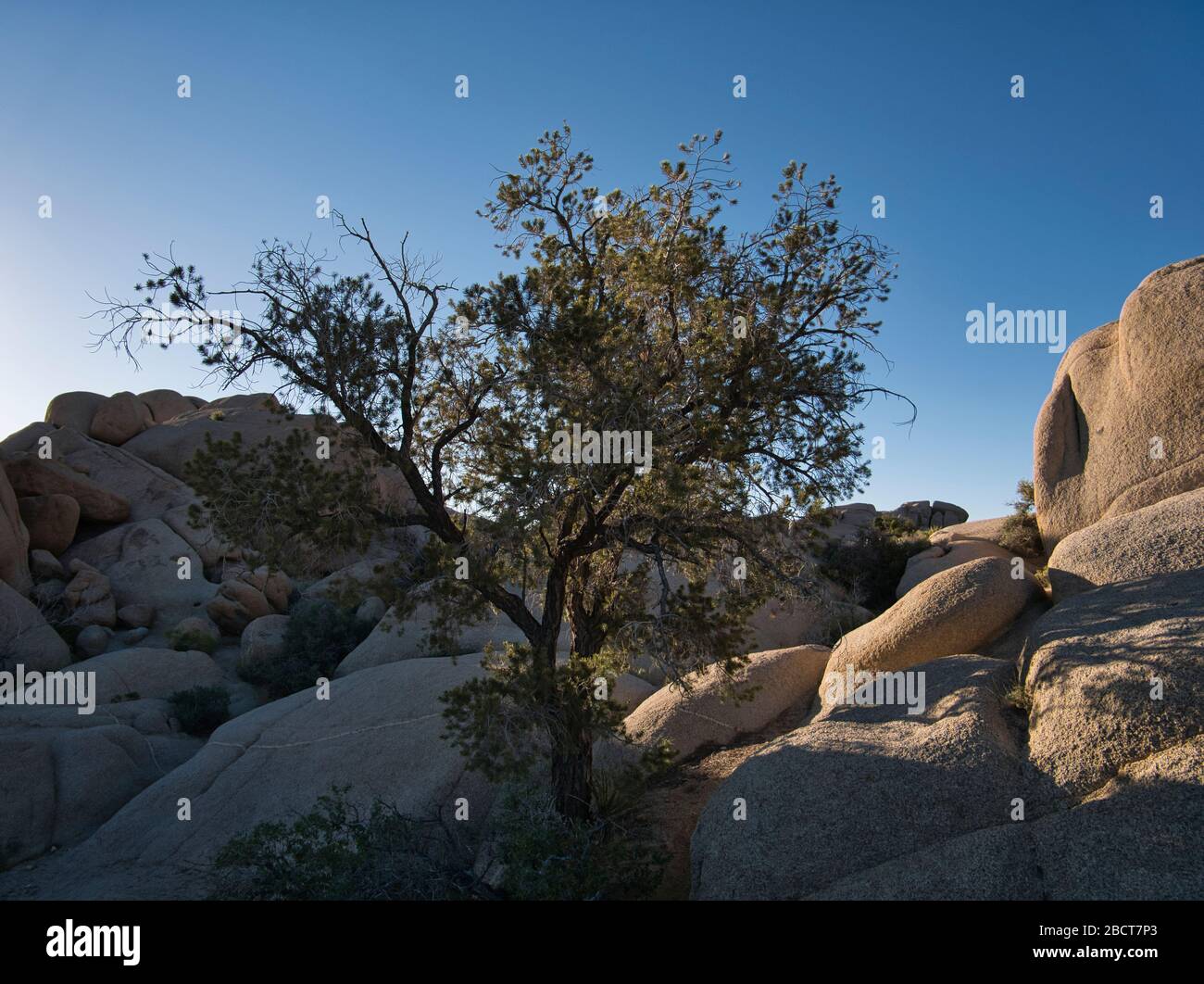 Un unico albero e diversi cespugli tra le rocce rotonde Foto Stock