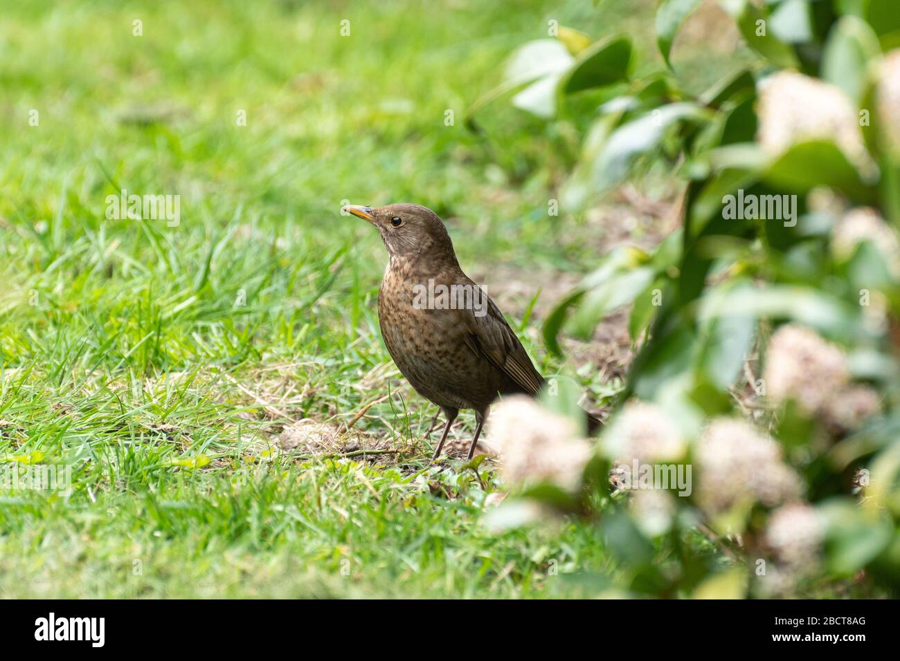 Blackbird femminile (Turdus merula) foraging sul prato in un giardino britannico Foto Stock