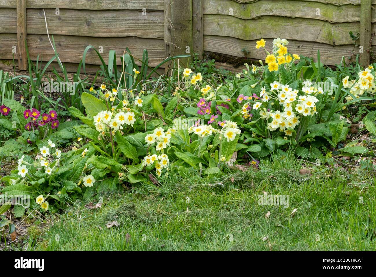 Un patch di primrose, polianthus e falsi fiori di primavera oxlip in un giardino in Hampshire, Regno Unito, nel corso di aprile Foto Stock