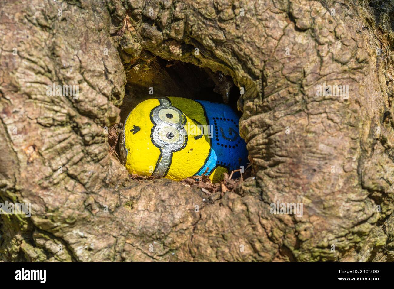 Il progetto di pietre di bontà, un ciottolo dipinto come uno dei personaggi di minions (Bob) dalla serie di film di Spicable Me, in un buco dell'albero, Regno Unito Foto Stock