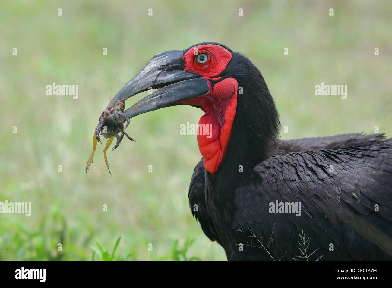 Il becco di terra meridionale, è una delle due specie di becco di terra, che si trovano entrambe esclusivamente in Africa, è la più grande specie di becco di terra. Foto Stock