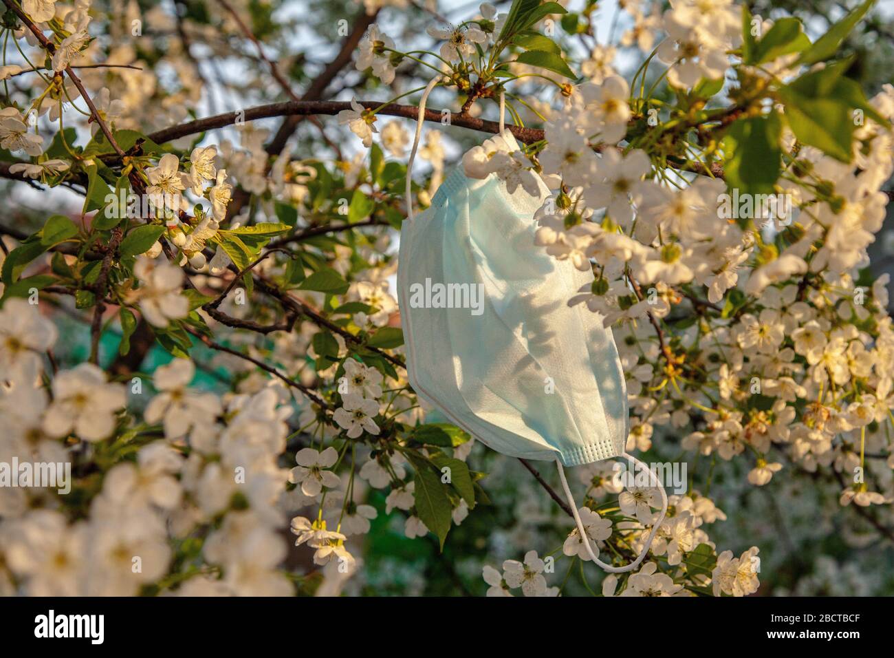 Maschera medica protettiva sui rami degli alberi di primavera. Concetto di quarantena per il coronavirus. Foto Stock