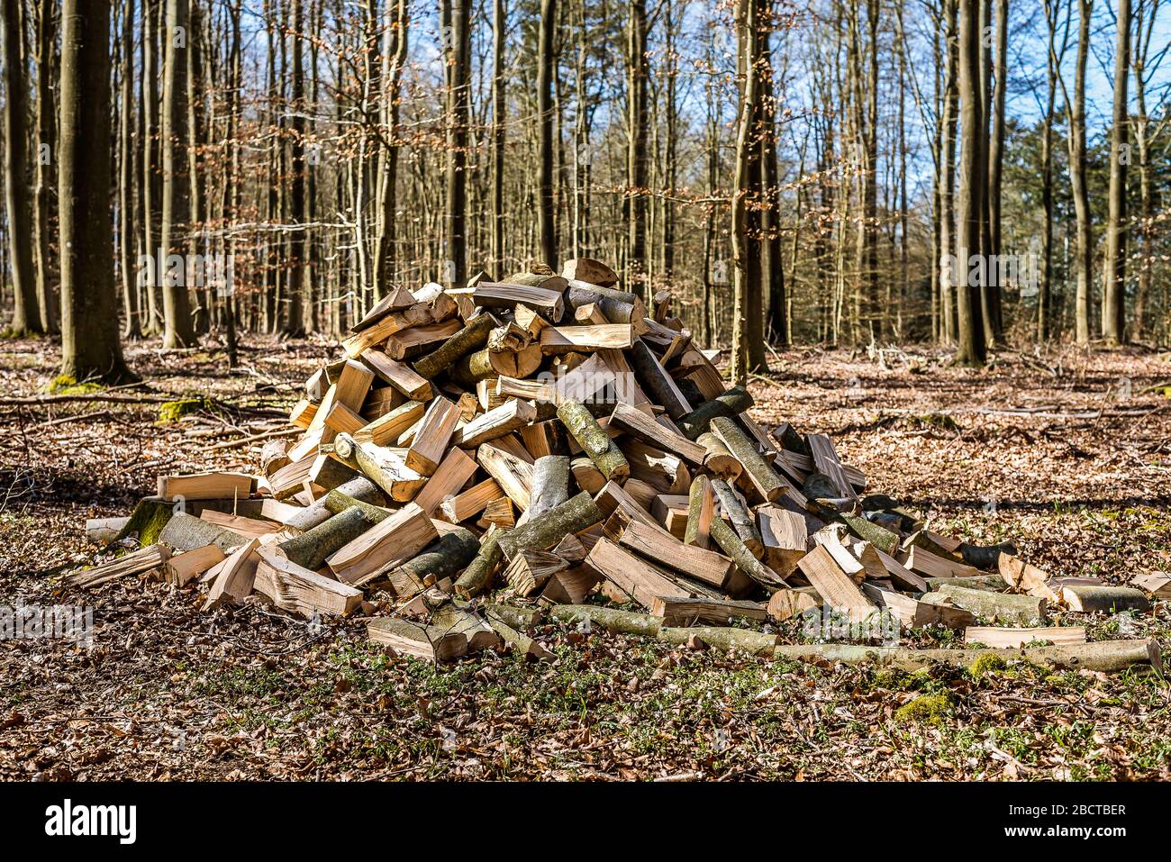 Un mucchio di legno di faggio tagliato nella foresta, Jaegerspris, Danimarca, 1 aprile 2020 Foto Stock