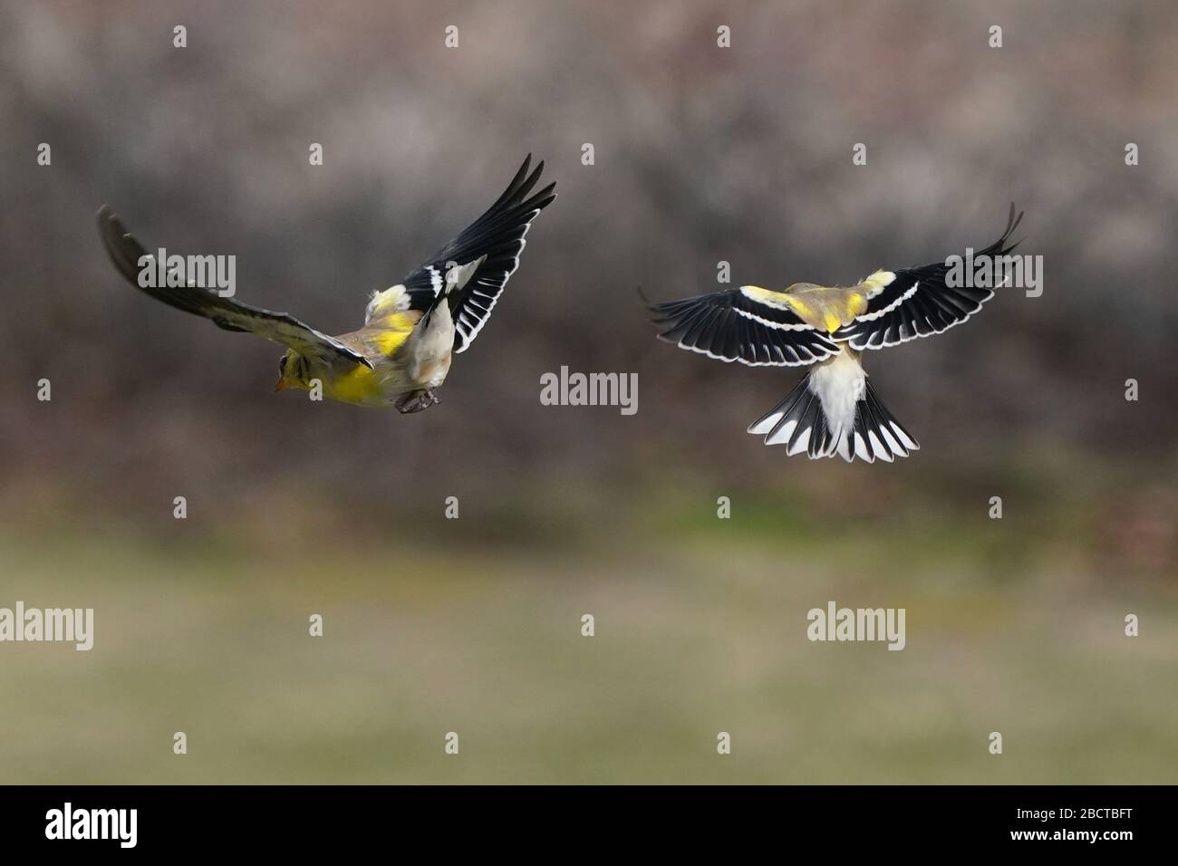 Maschio finch oro molting in colori primavera Foto Stock