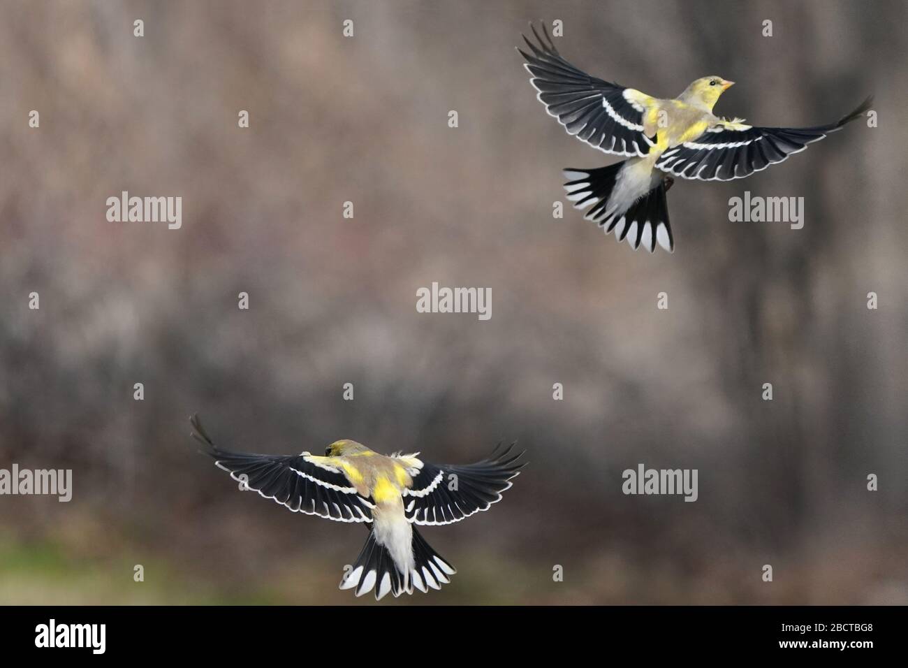 Maschio finch oro molting in colori primavera Foto Stock