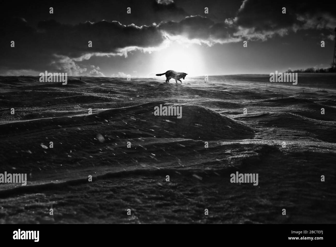 Il cane da solo gioca in natura durante la ventosa serata invernale. Foto in bianco e nero con un'atmosfera spettacolare Foto Stock