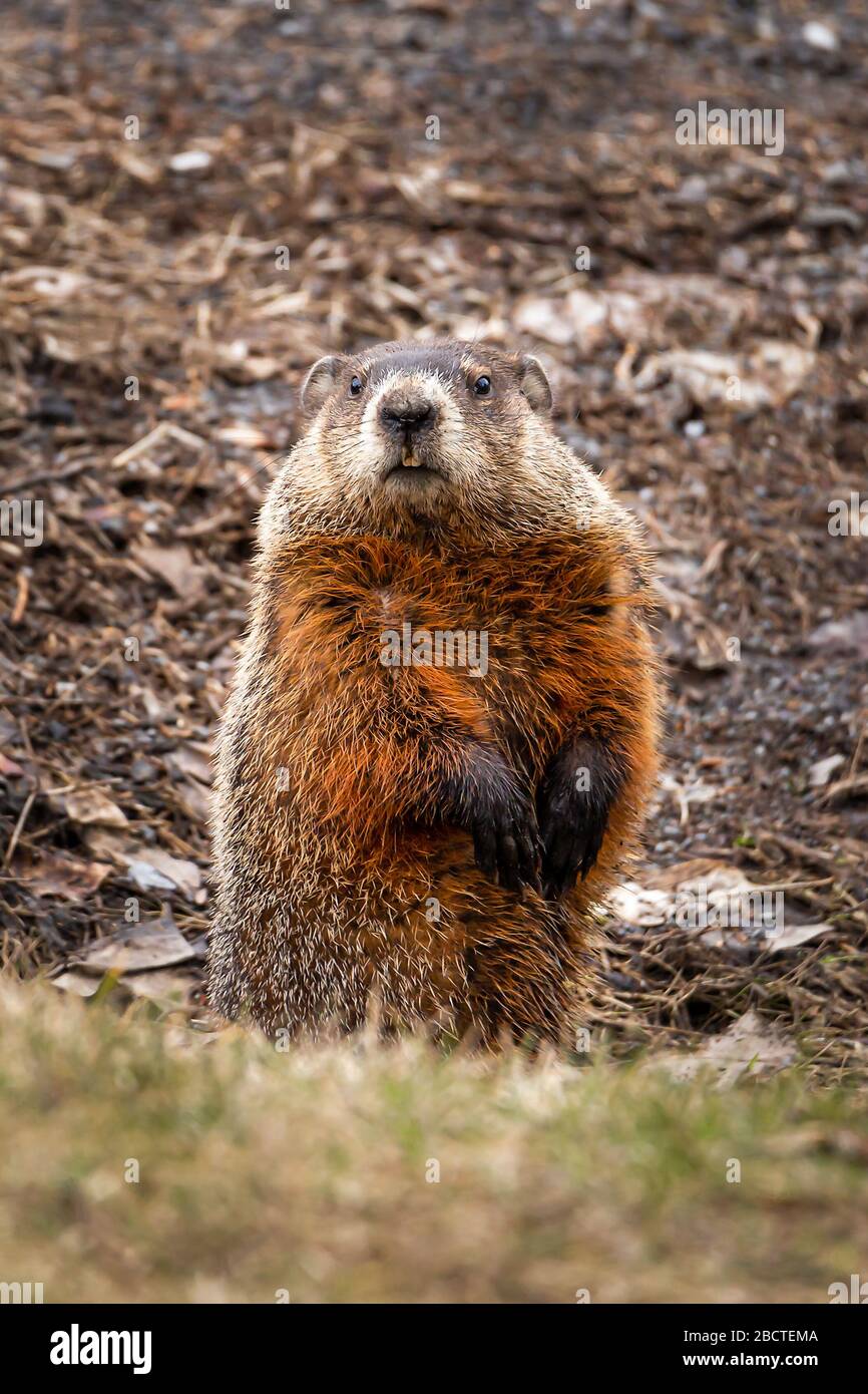 Groundhog che guarda appena fuori dal suo burrow in una mattina di primavera Foto Stock