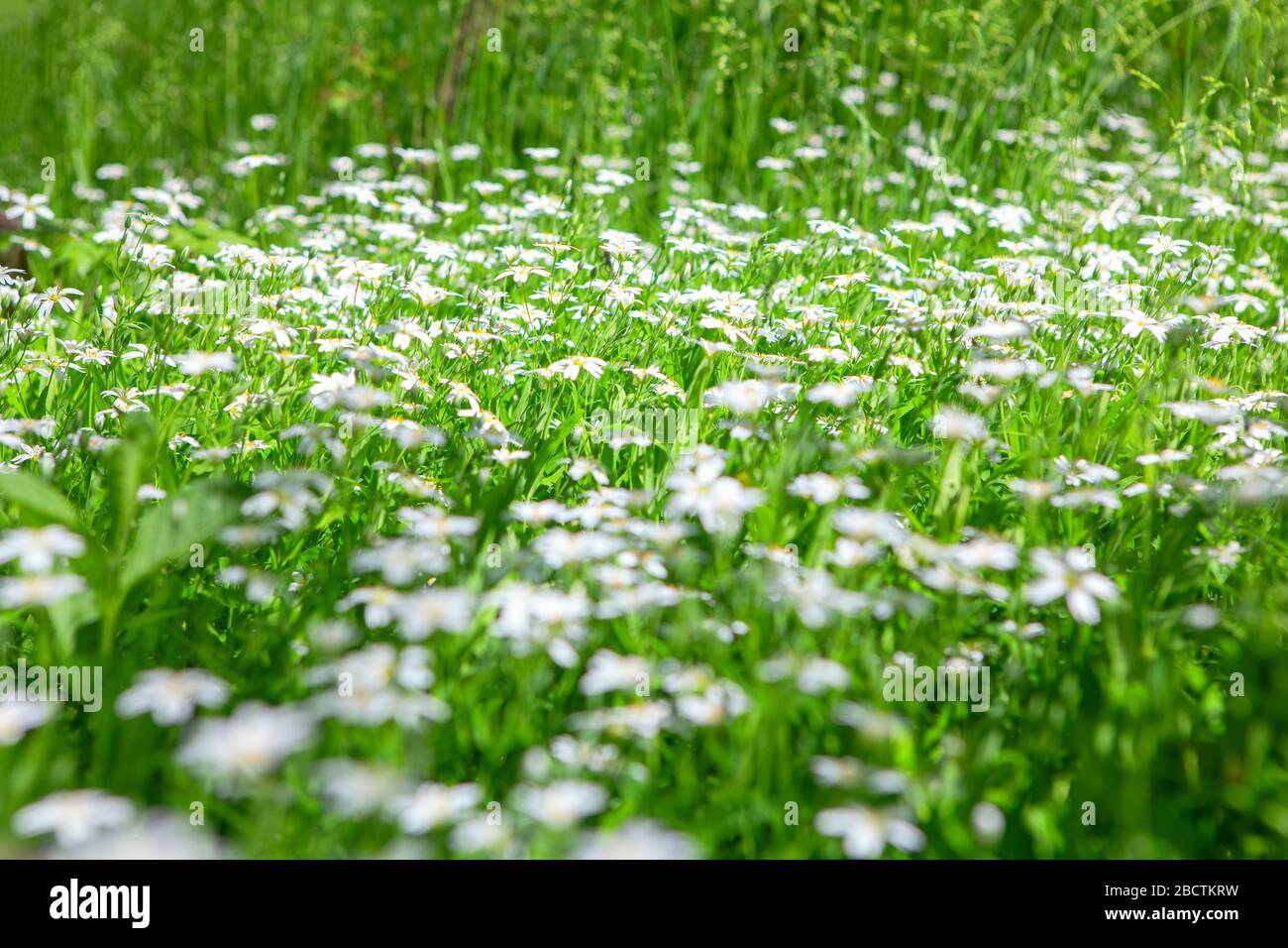 prato verde con fiori bianchi Foto Stock