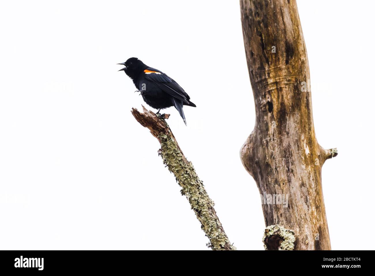 Il nero alato rosso si trova da solo su un ramo morto nel mezzo della palude al Sleepy Hollow Cemetery a Concord, Massachusetts. Foto Stock