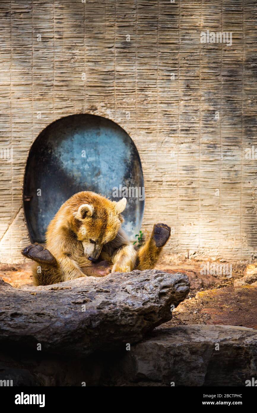 Simpatico orso bruno seduto in una posa soleggiata a terra in uno zoo, guardando verso il basso. Bella luce del sole, giorno di sole. Foto Stock