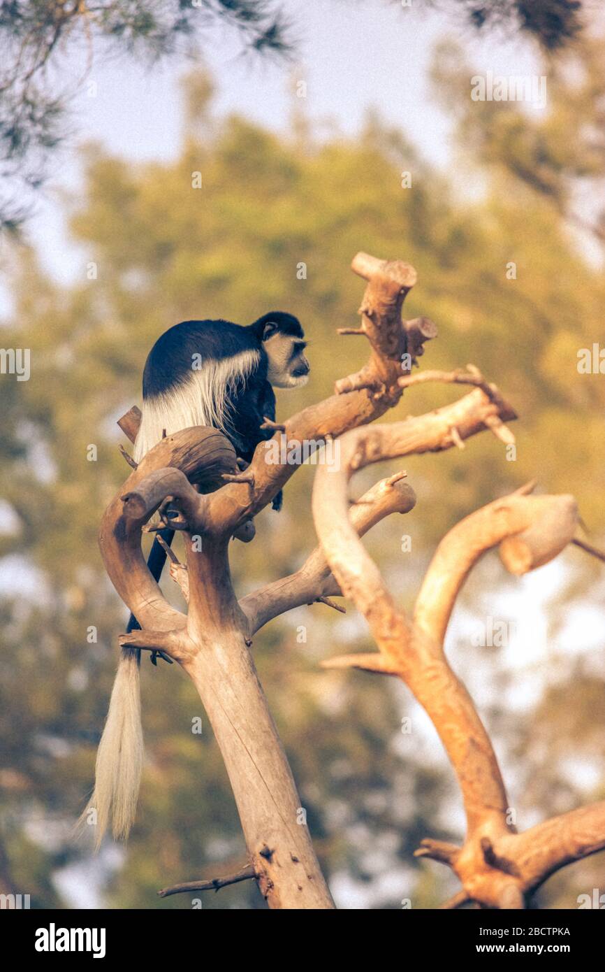 Scimmia Colobus a coda bianca seduta su un ramo d'albero. I colobus bianchi e neri (o colobi) sono scimmie del Vecchio mondo del genere Colobus, nativo di Afri Foto Stock