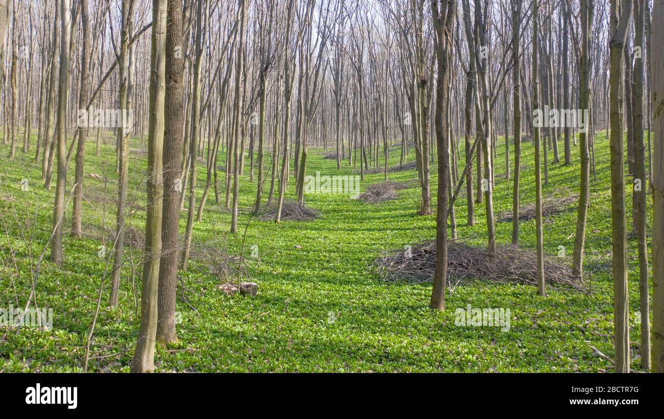 Allium ursinum o orso cipolla, copre completamente il terreno nella foresta primaverile. Foto Stock