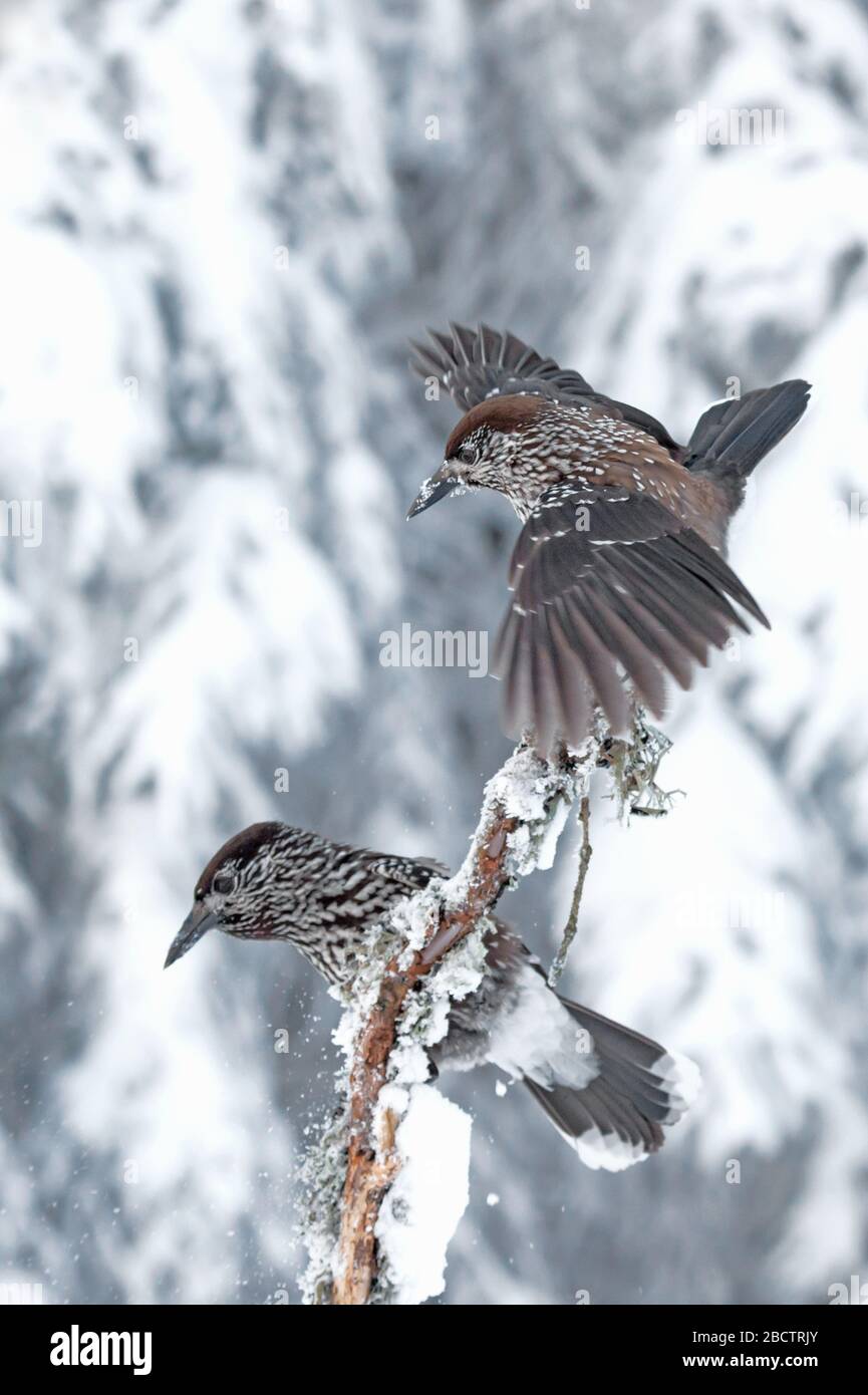 Nutcracker macchiati in Bulgaria Foto Stock