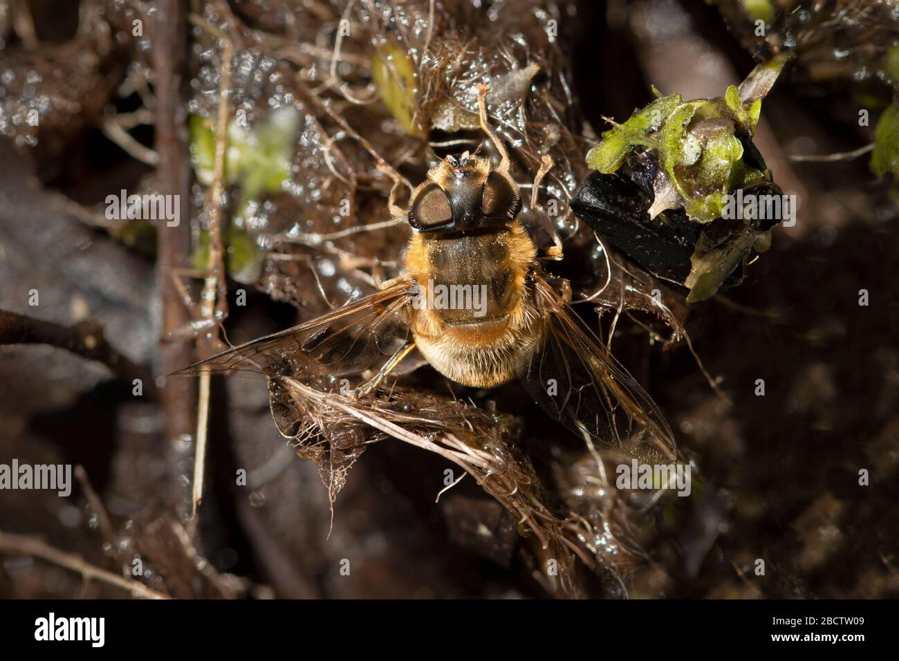 Vista ravvicinata di un'ape comune di carder (Bombus pascuorum) in primavera a riposo in un giardino nel Surrey, nel sud-est dell'Inghilterra Foto Stock
