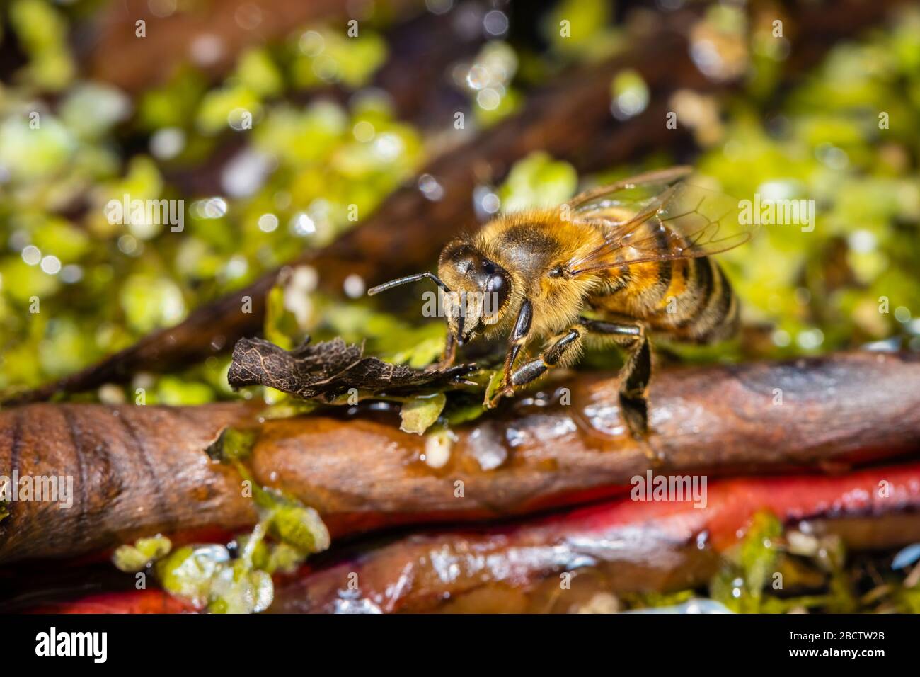Vista ravvicinata di un'ape comune di carder (Bombus pascuorum) in primavera a riposo su una foglia bruna arricciata in un giardino, un piccolo forno in Surrey, Regno Unito Foto Stock