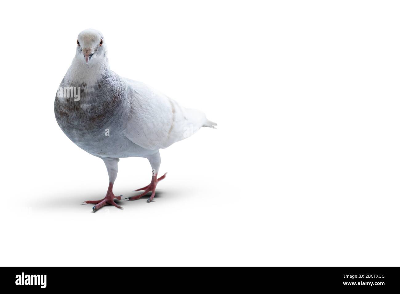 piccione bianco isolato su sfondo bianco. Foto Stock