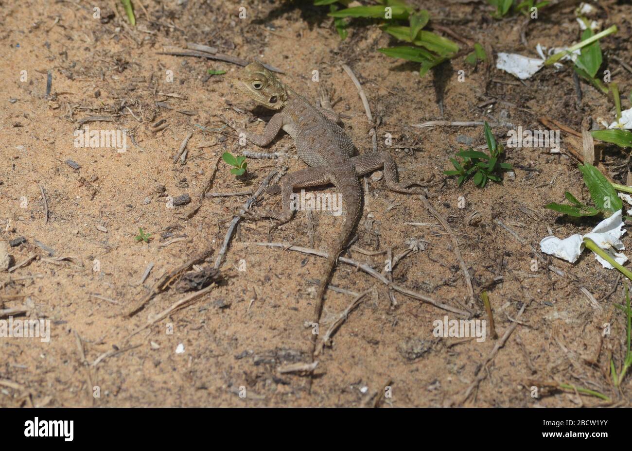 Esemplare giovanile di lizard AGAMA (forse agama africana) a Dakar, Senegal Foto Stock