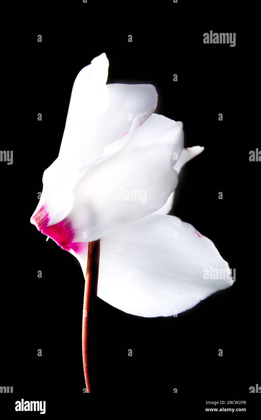 Primo piano di un vivace ciclamino bianco e rosa fiore su uno sfondo nero. Foto Stock
