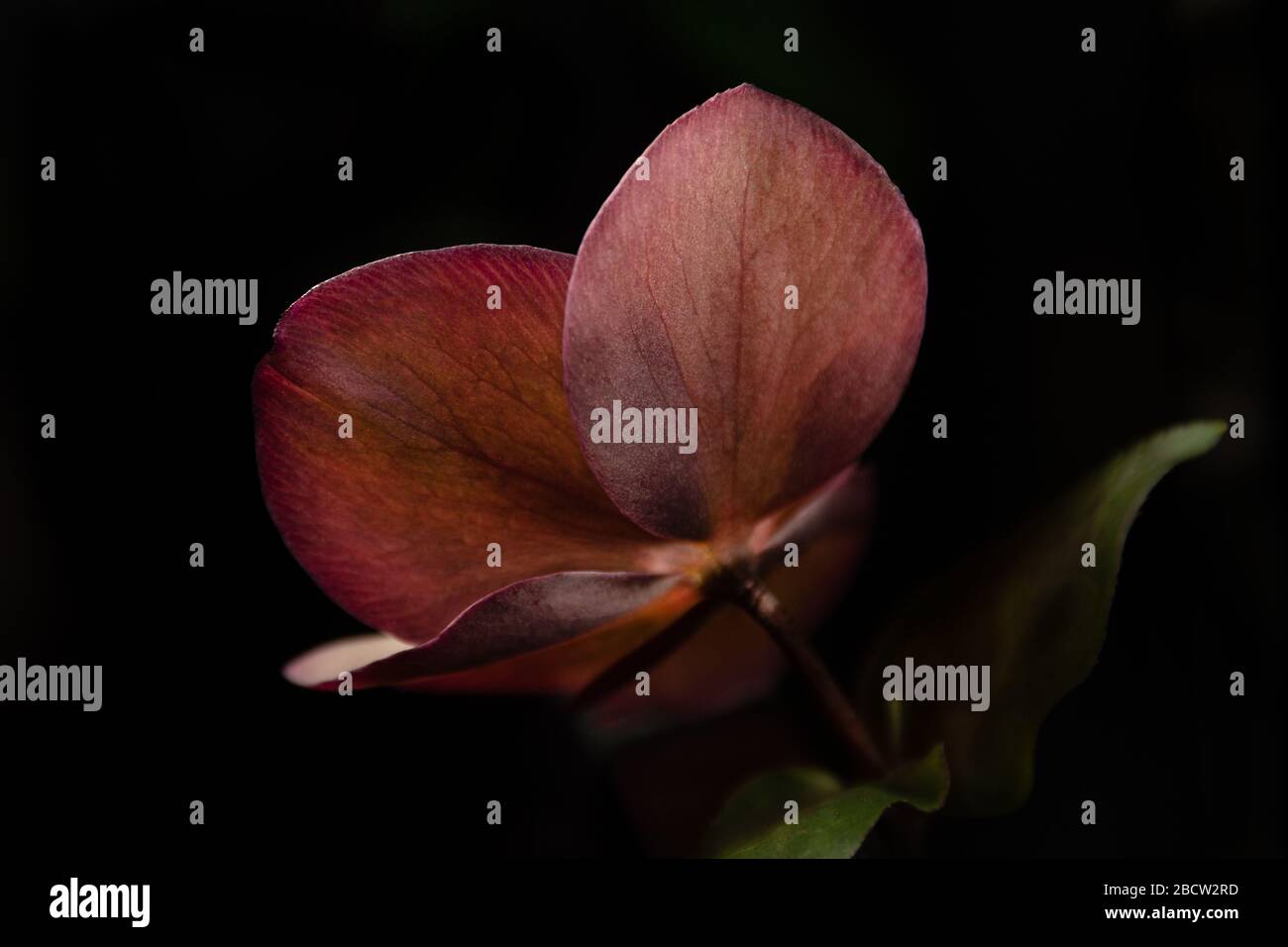 Primo piano petali di Lenten Rose. Foto Stock