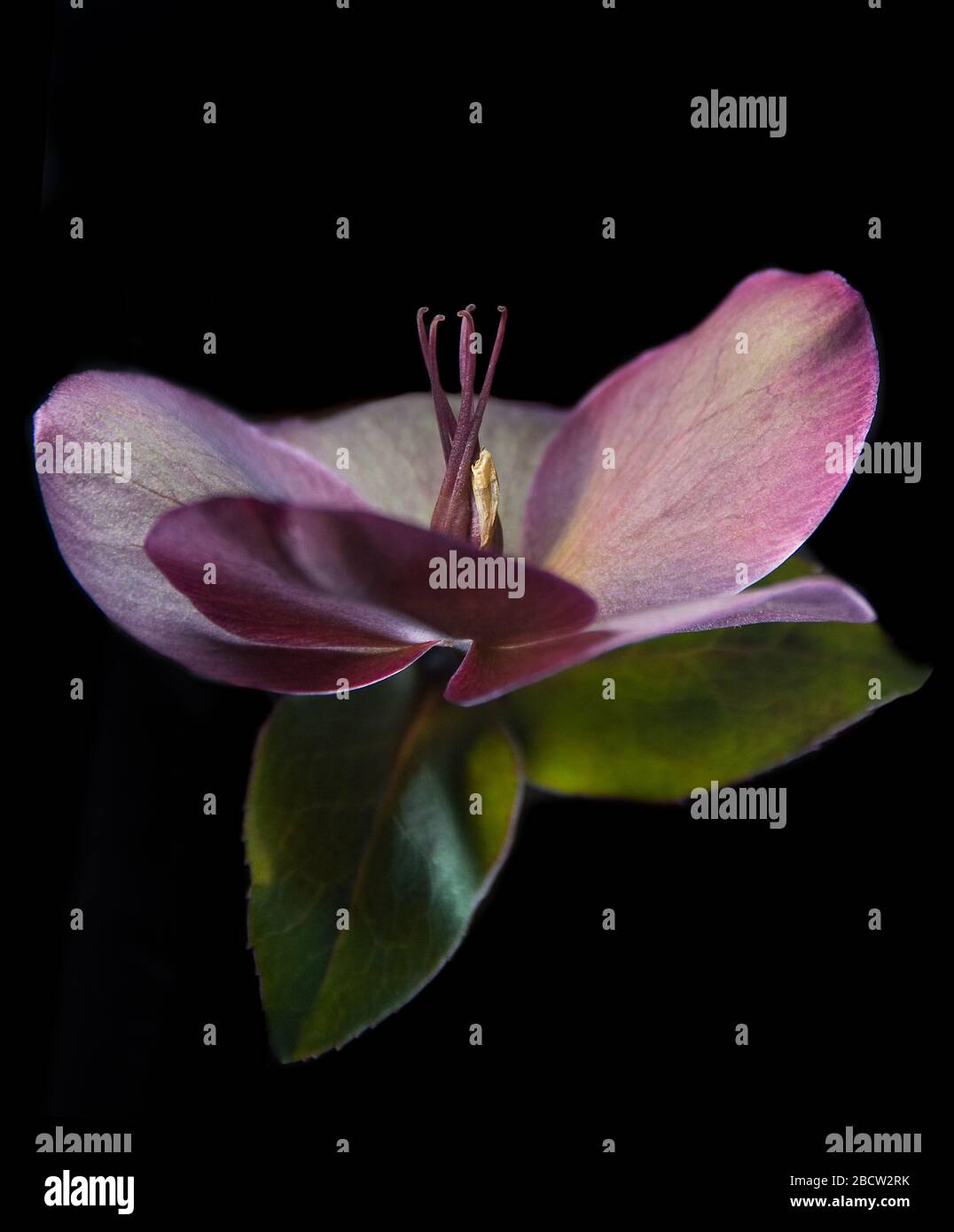 Un primo piano dei petali di Lenten Rose. Foto Stock