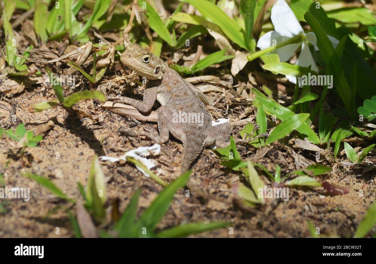 Esemplare giovanile di lizard AGAMA (forse agama africana) a Dakar, Senegal Foto Stock