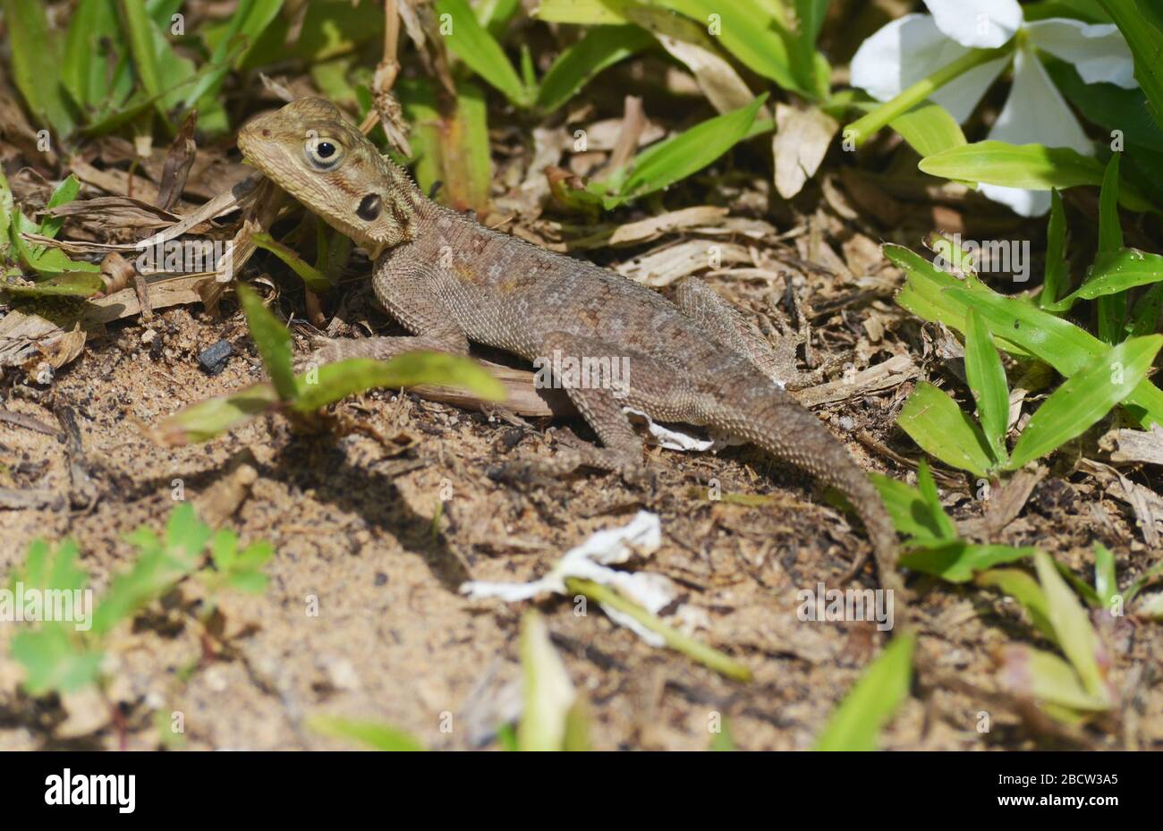 Esemplare giovanile di lizard AGAMA (forse agama africana) a Dakar, Senegal Foto Stock