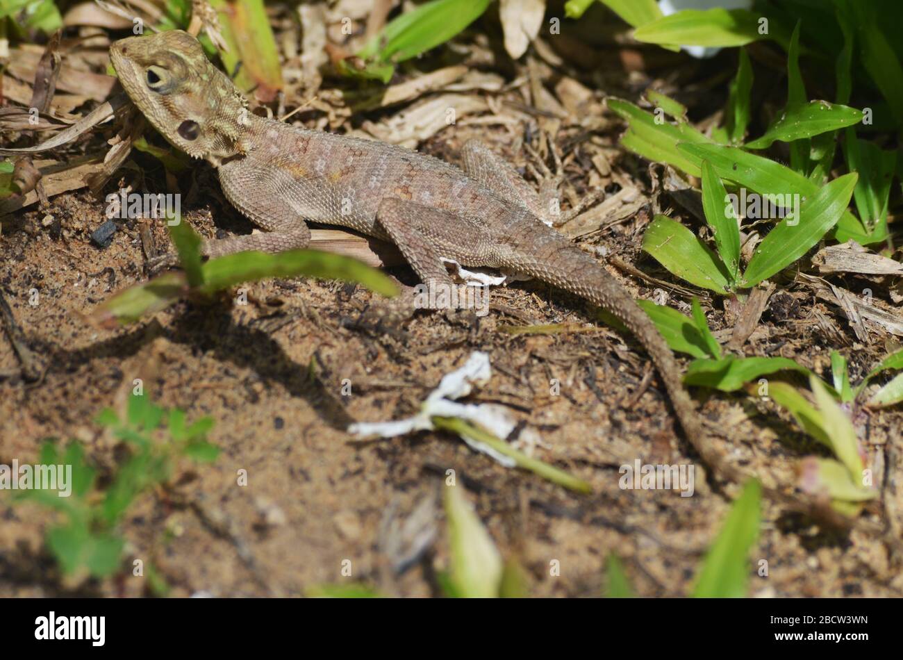 Esemplare giovanile di lizard AGAMA (forse agama africana) a Dakar, Senegal Foto Stock