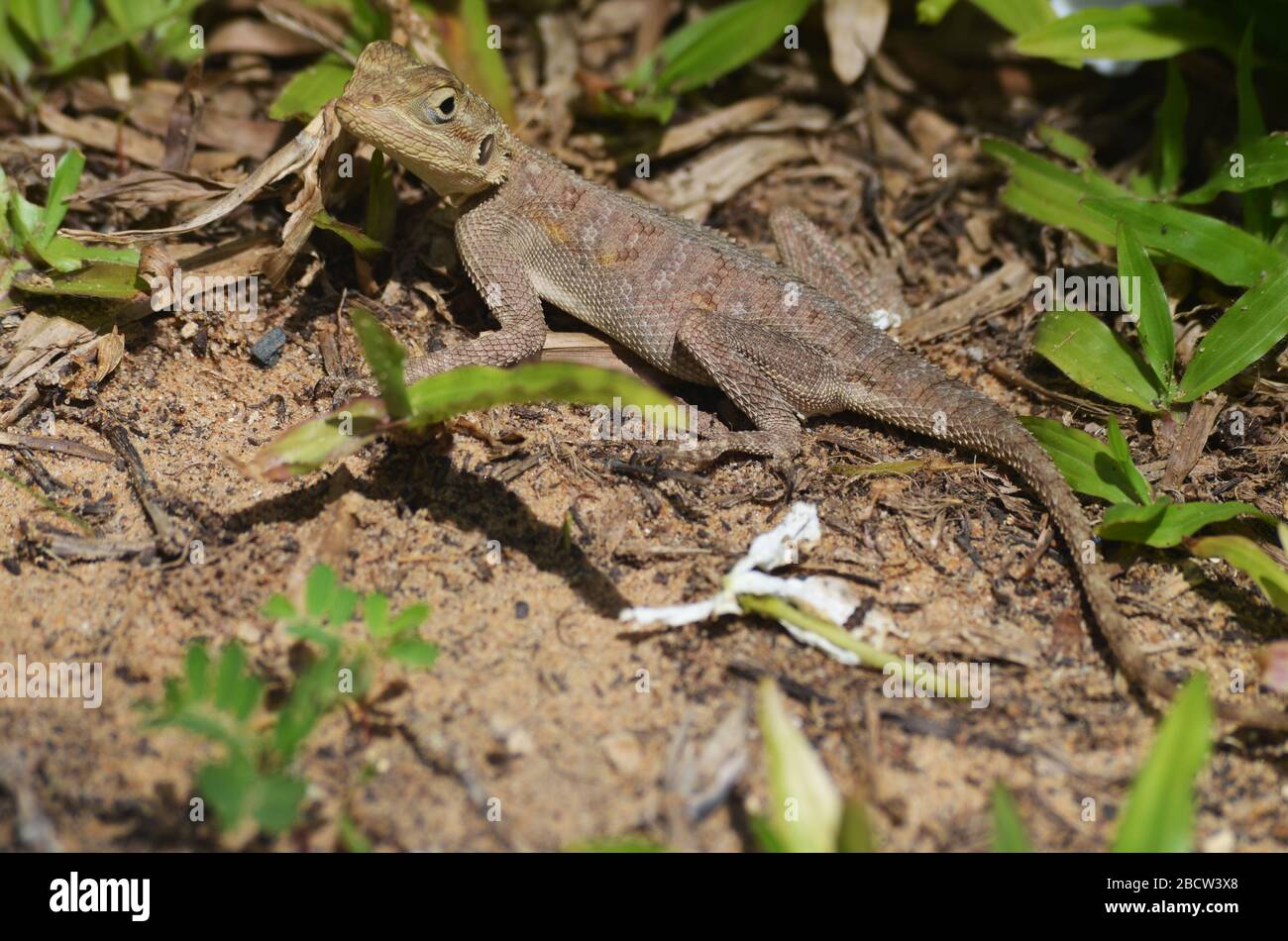 Esemplare giovanile di lizard AGAMA (forse agama africana) a Dakar, Senegal Foto Stock