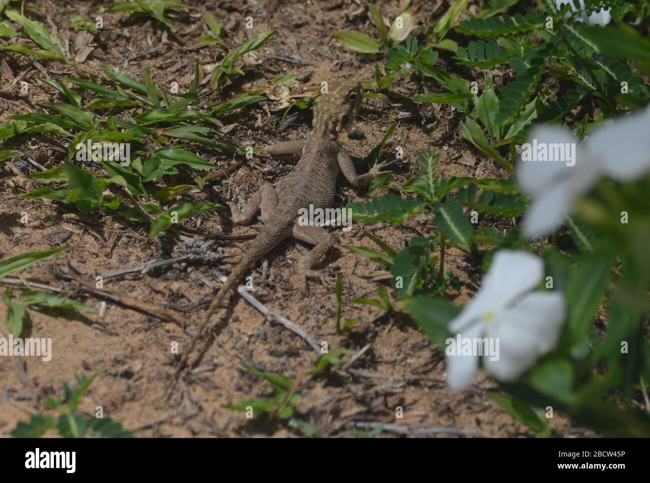 Esemplare giovanile di lizard AGAMA (forse agama africana) a Dakar, Senegal Foto Stock