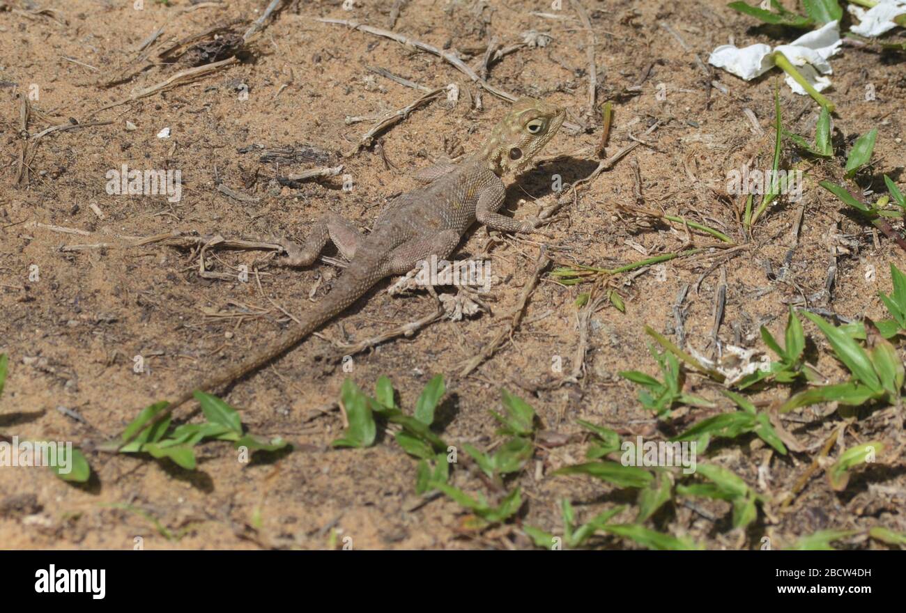 Esemplare giovanile di lizard AGAMA (forse agama africana) a Dakar, Senegal Foto Stock