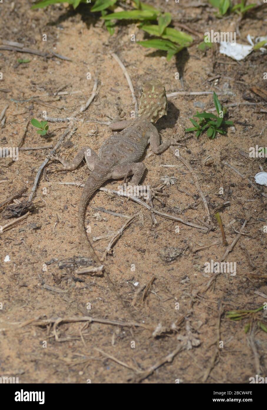 Esemplare giovanile di lizard AGAMA (forse agama africana) a Dakar, Senegal Foto Stock