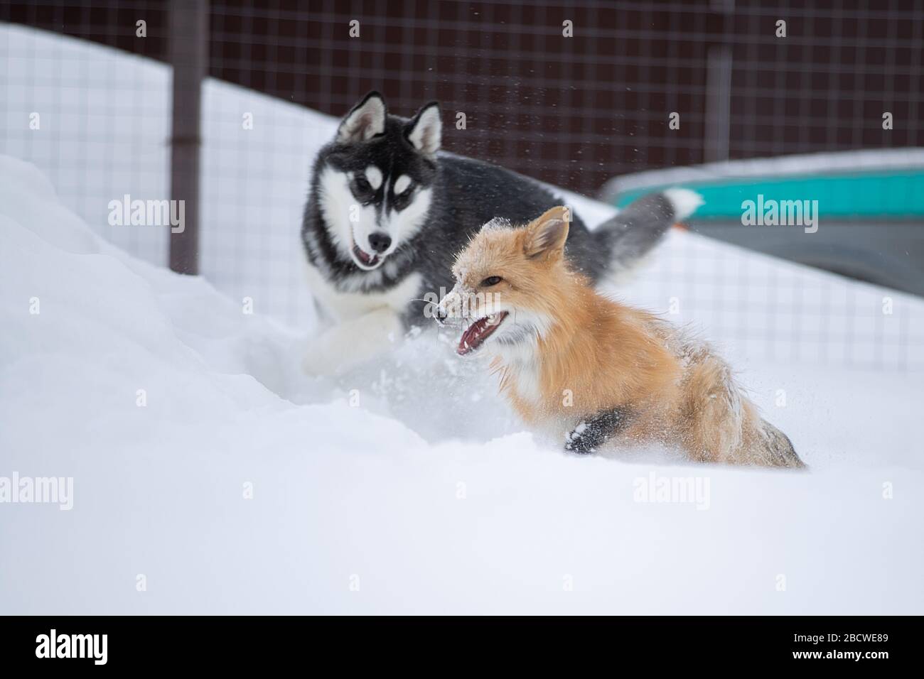 Una volpe e un cane giocano insieme nella neve Foto Stock