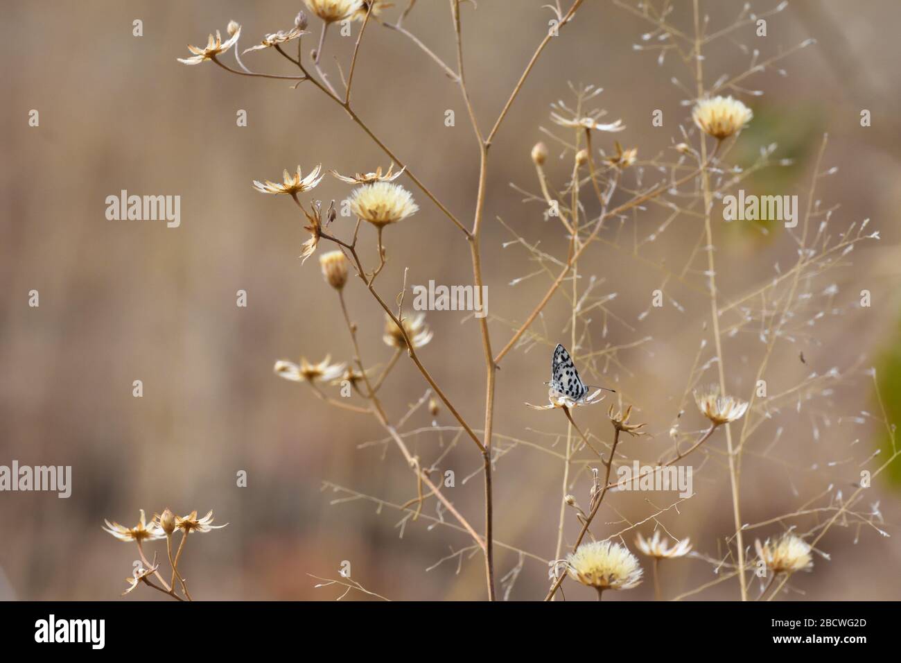 Farfalle blu di Thorn-Tree in African Grassland (Azanus moriqua) Foto Stock