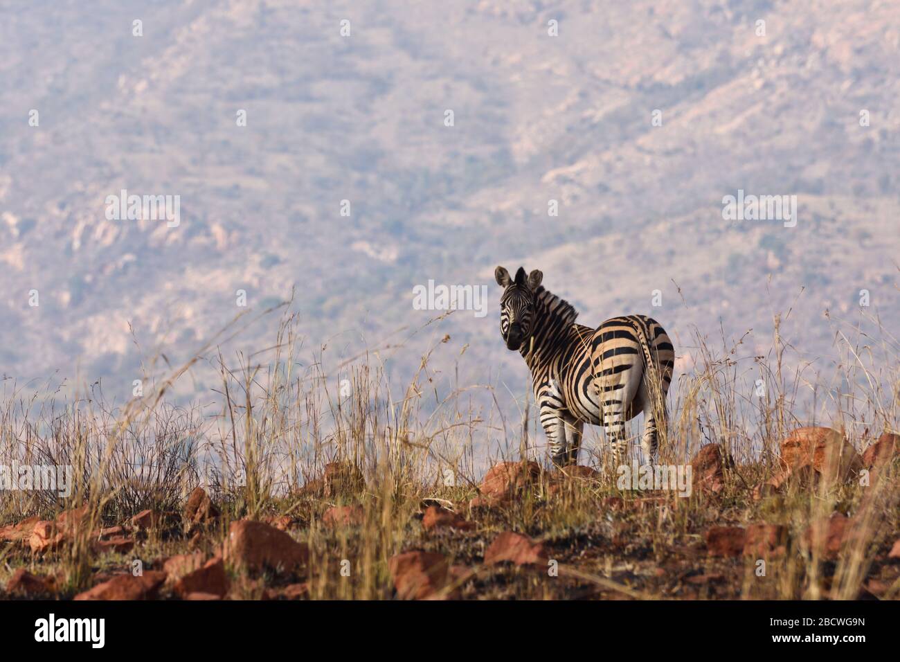 Pianure africane Zebra in brucia Grassland (Equus quagga) Foto Stock