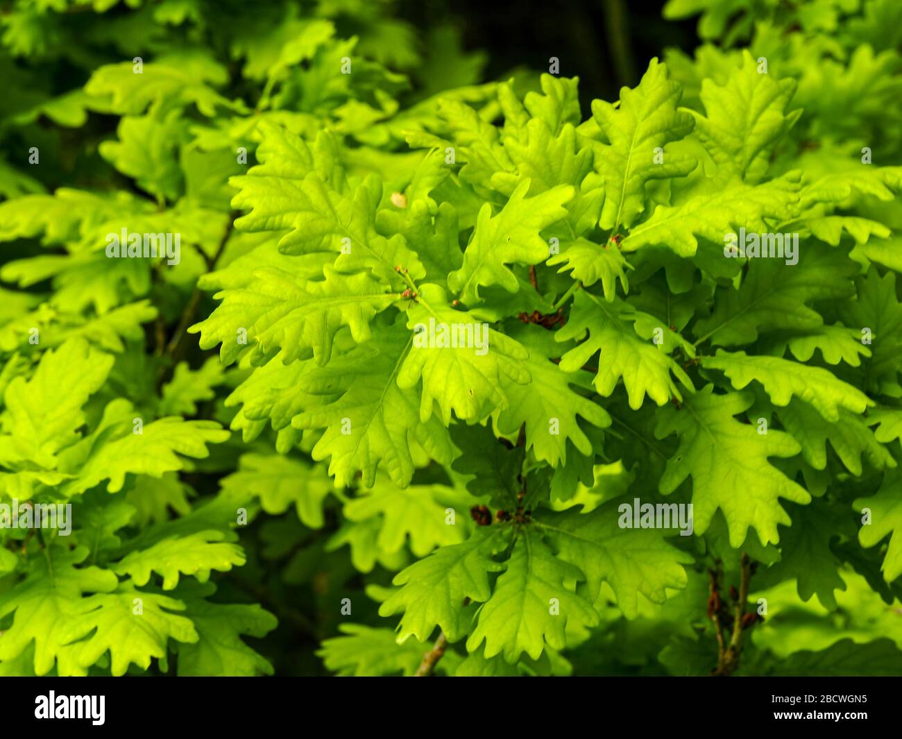 Foglie verdi fresche su un ramo di quercia in primavera, North Yorkshire, Inghilterra Foto Stock